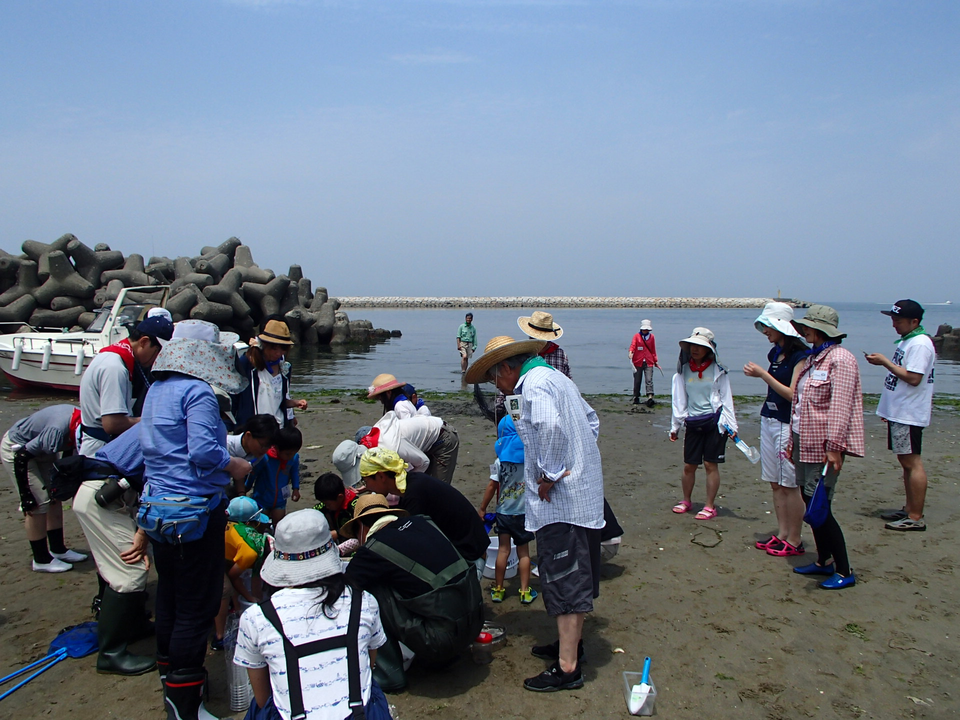 海のふしぎ観察会 アマモ場の生き物を観察しよう in 尾崎海岸|大阪 驚き価格 アマモ場の生きもの 絵画/タペストリ