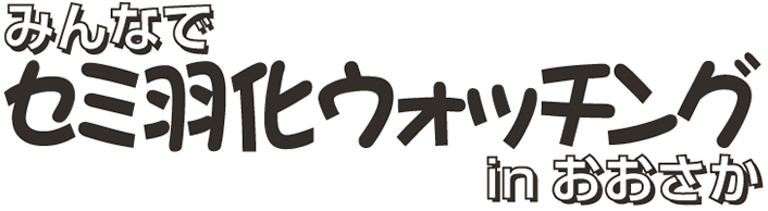 みんなでセミ羽化ウォッチングin おおさか