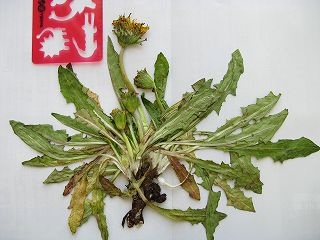 不明タンポポ