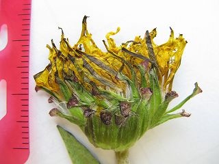 不明タンポポ