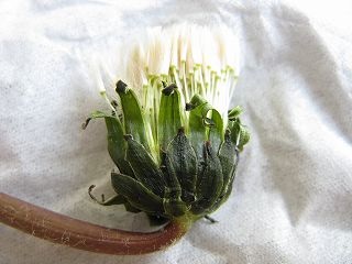 不明タンポポ