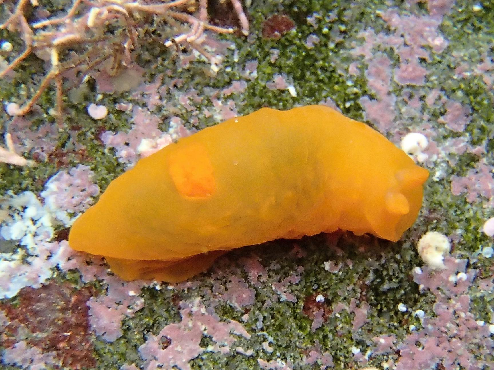 大阪湾ウミウシ観察会 第62回 夏のウミウシを見よう｜大阪自然環境保全協会