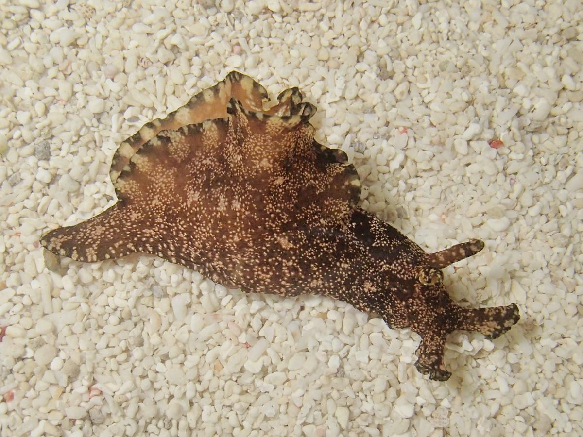 大阪湾ウミウシ観察会 第58回 長松海岸の春のウミウシを見よう｜大阪