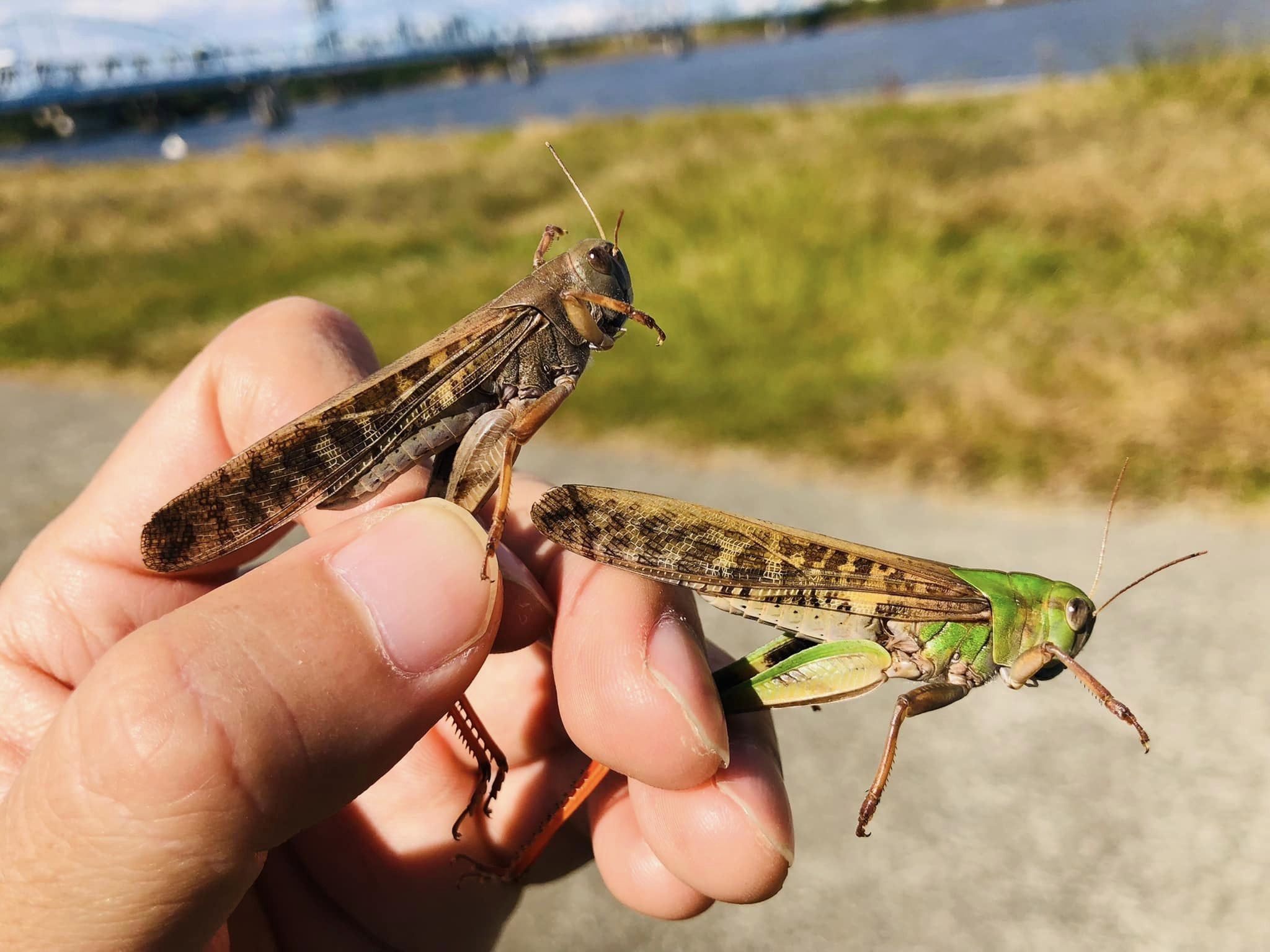 淀川水系自然観察会「バッタのオリンピック in 十三」｜大阪自然環境