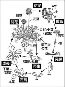 LifeCycle : Size=29K